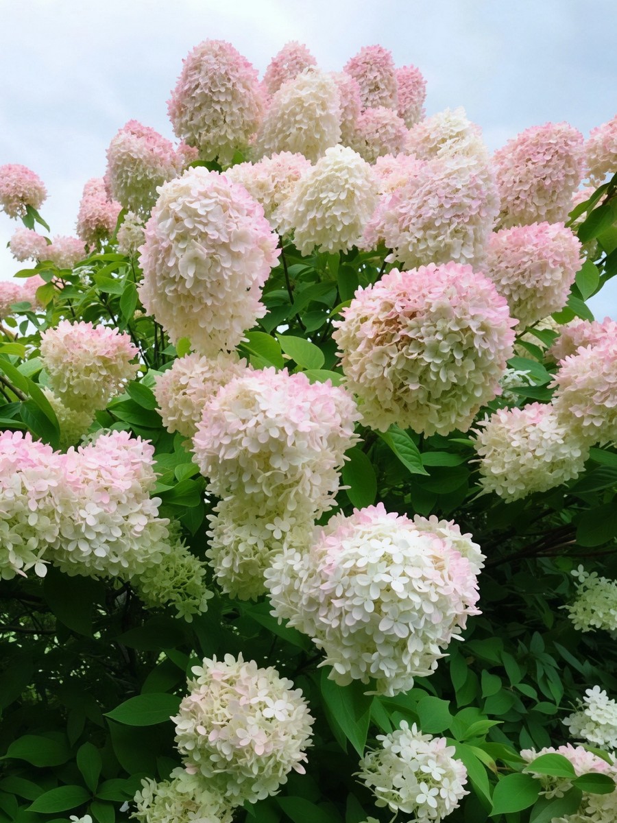 Гортензия древовидная Грандифлора