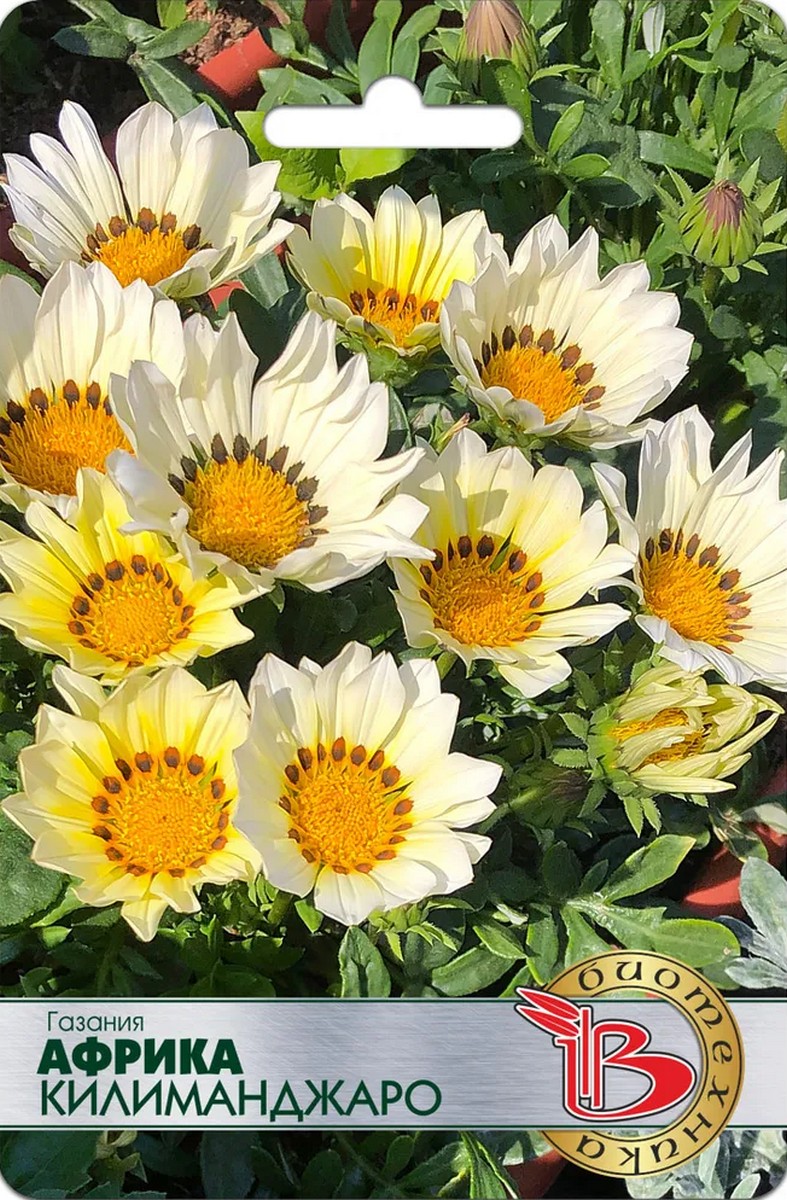 Газания Африка Килиманджаро, 7 шт. Биотехника