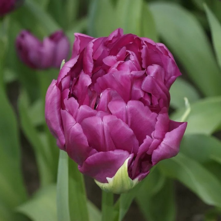 Тюльпан махровый ранний Роял Акрес, 11/12, 1 шт.