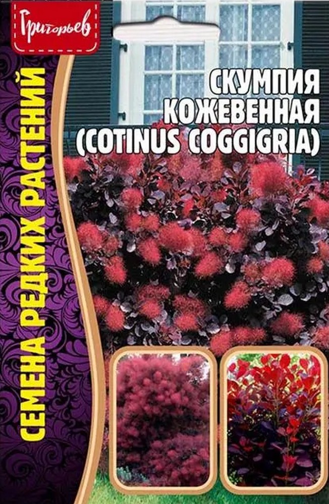 Скумпия кожевенная, 20 шт.