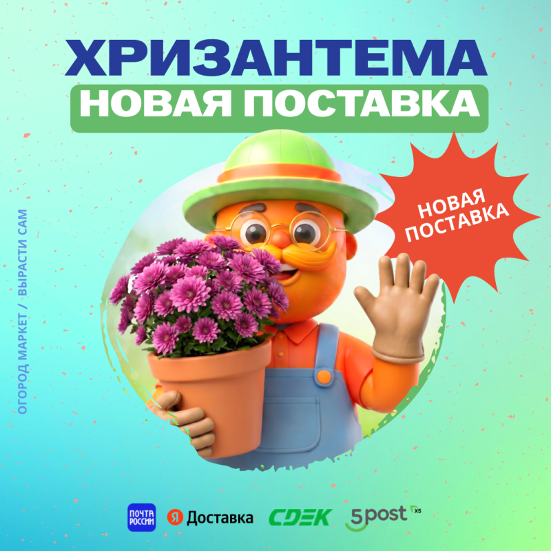 Поступление хризантемы мультифлора