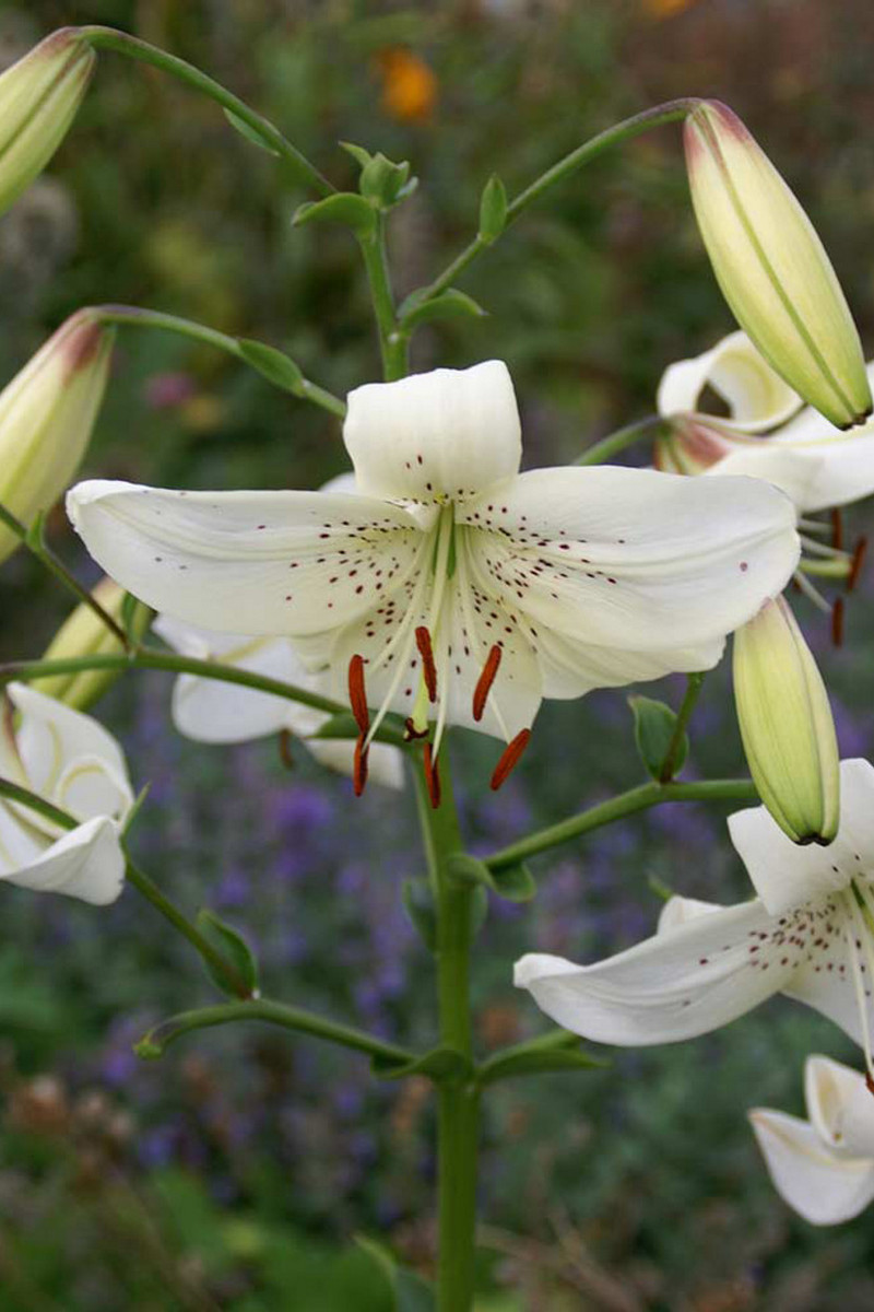 Лилия Уайт Твинкл, 12/14, 1 шт.