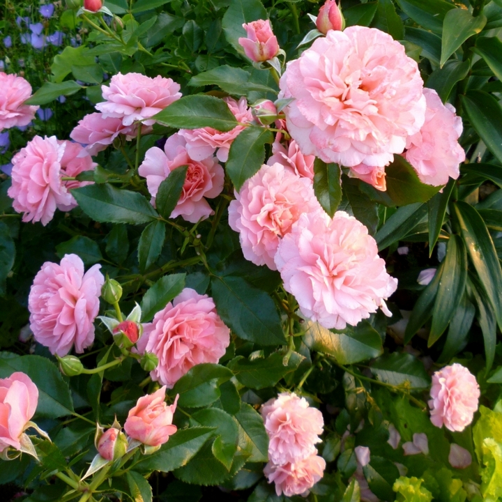 Роза флорибунда Боттичелли/ЦКор