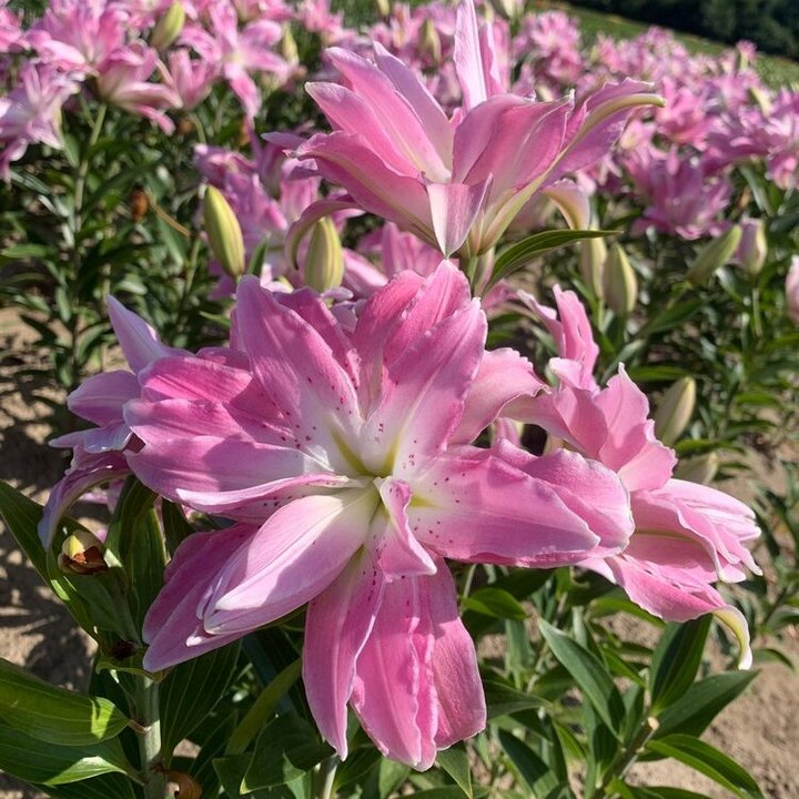 Лилия восточная махровая Лотус Элеганс, 16/18, для выгонки, 1 шт.