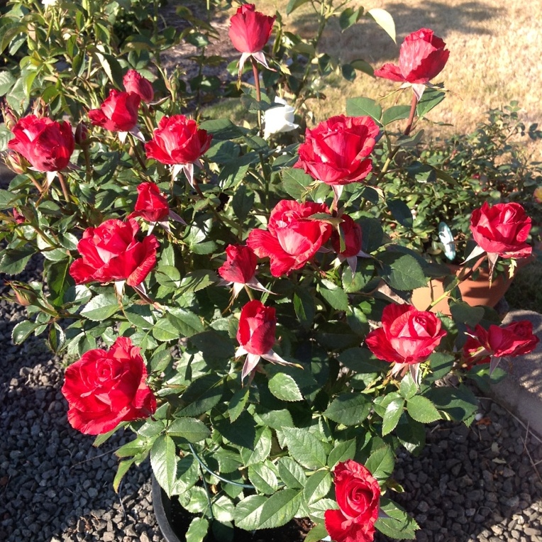 Роза чайно-гибридная Ред Интуишн