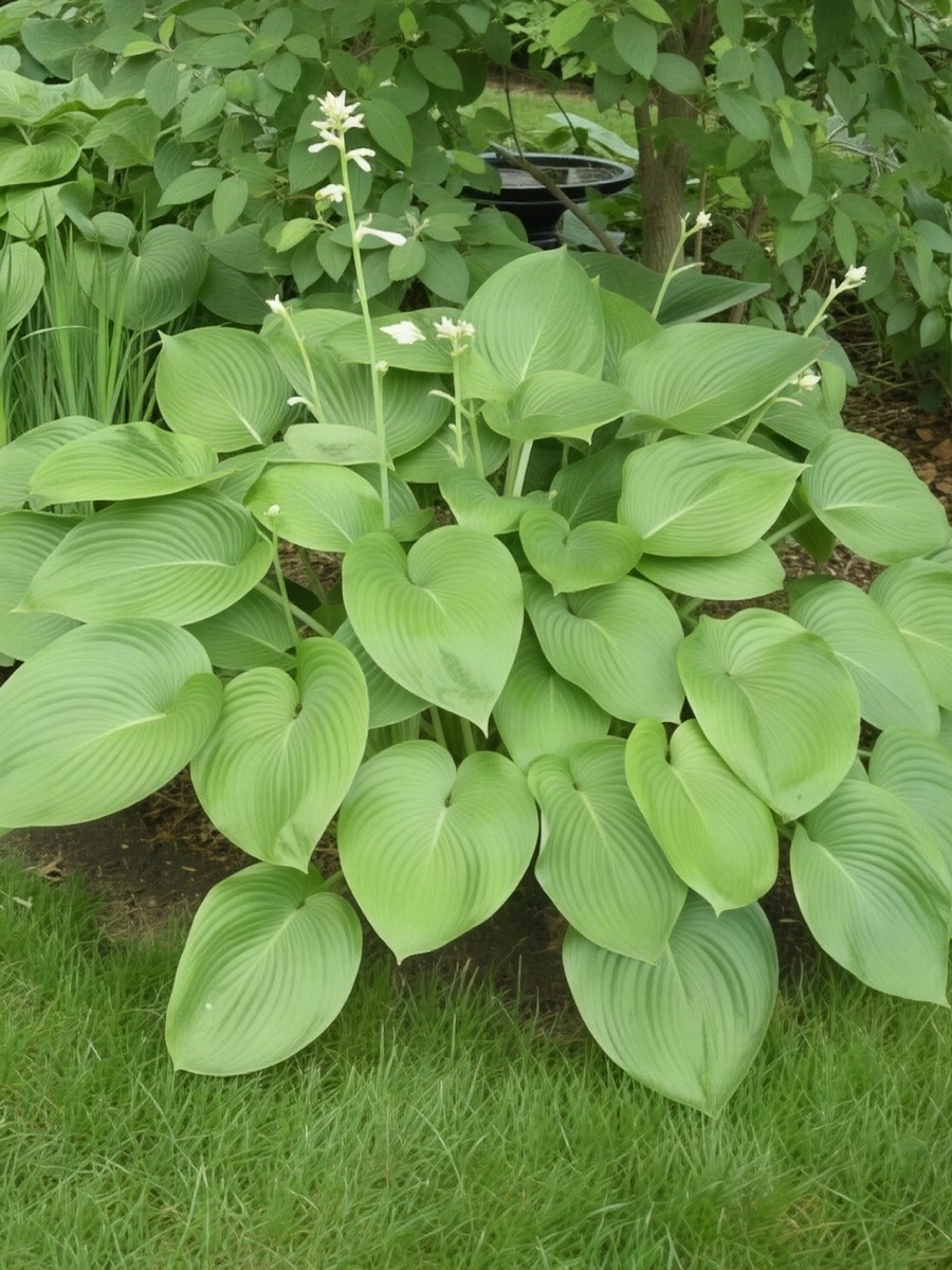 Хоста Ти Рекс, 1 шт. 