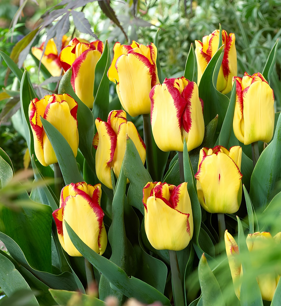 Тюльпан триумф Кейп Таун, 11/12, 1 шт.