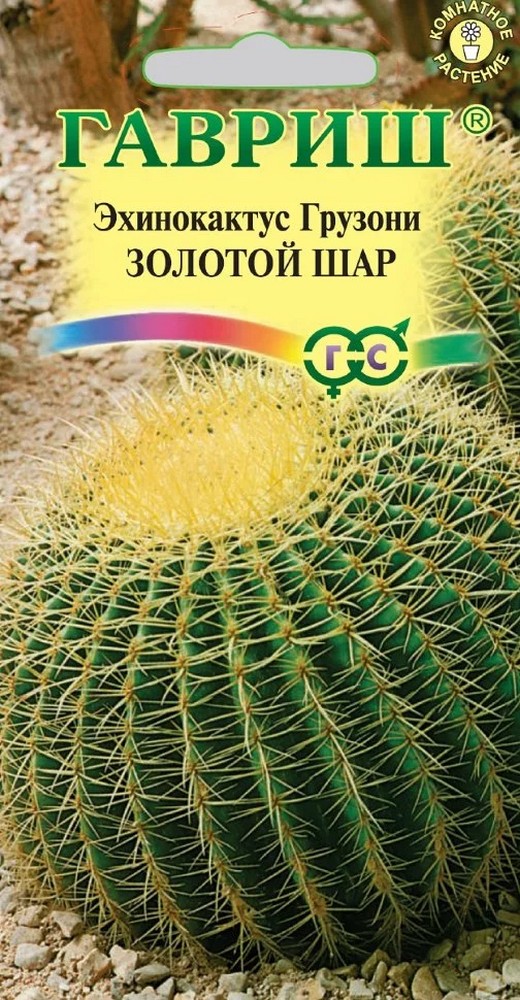 Эхинокактус Грузона Золотой шар, 5 шт.