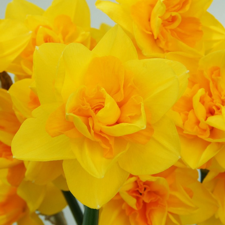 Нарцисс махровый Куинсдей, 12/14, 1 шт.