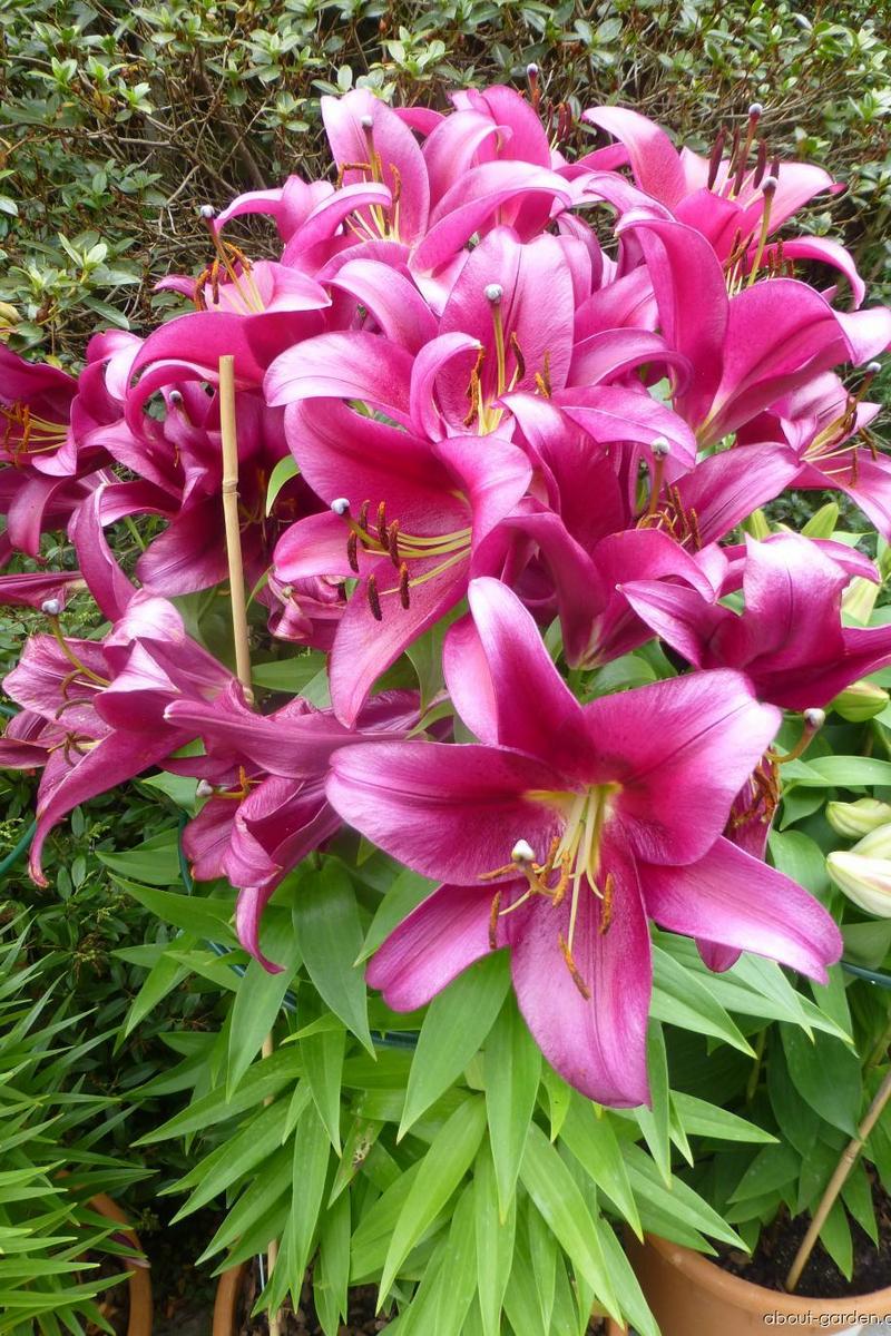 Лилия ОТ-гибрид Редфорд, 1 шт.