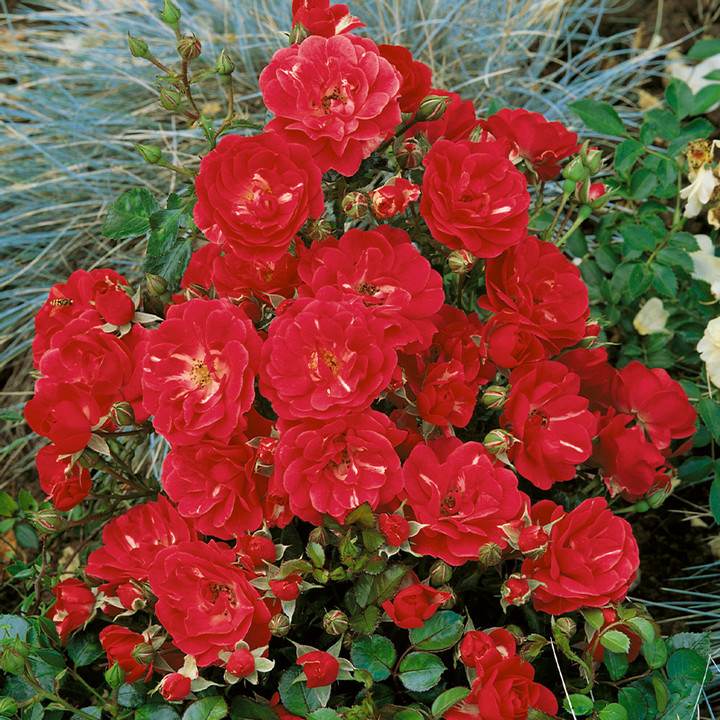 Роза почвопокровная Ред Фэйри/ЦКор