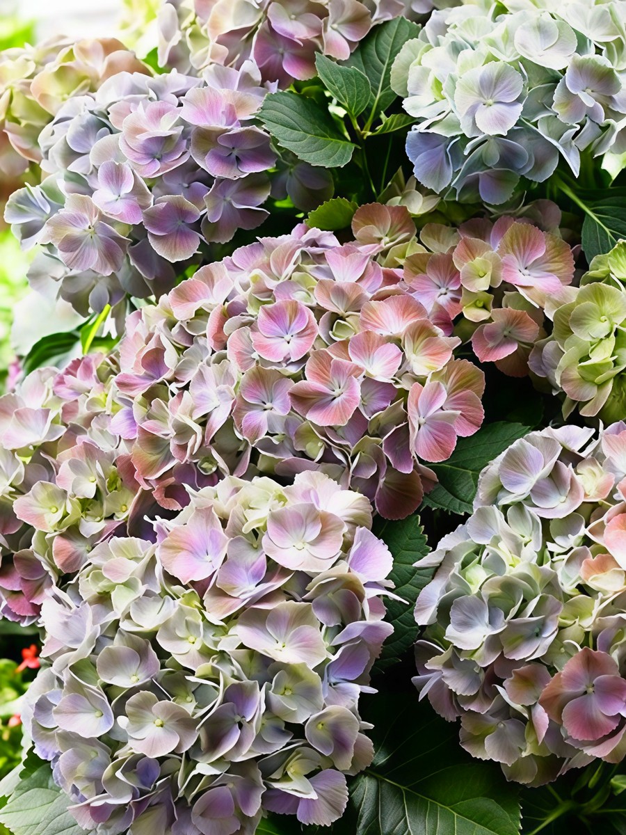 Гортензия крупнолистовая Страмини (Джемини)/ЦКорЛюкс