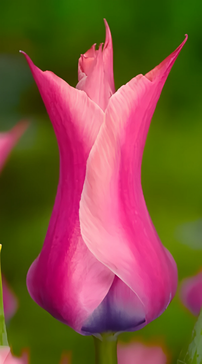 Тюльпан лилиецветный Йонина, 11/12, 1 шт.