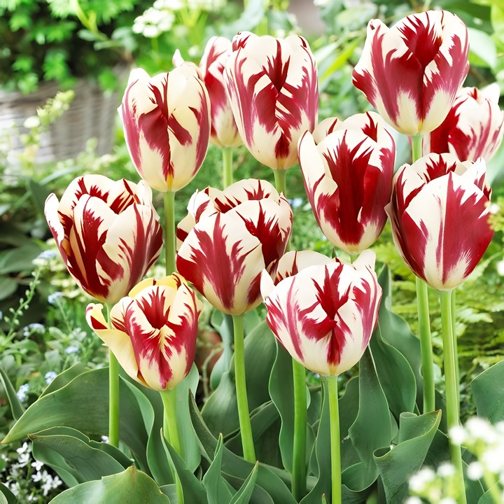 Тюльпан триумф Гранд Перфекшн, 11/12, 1 шт.