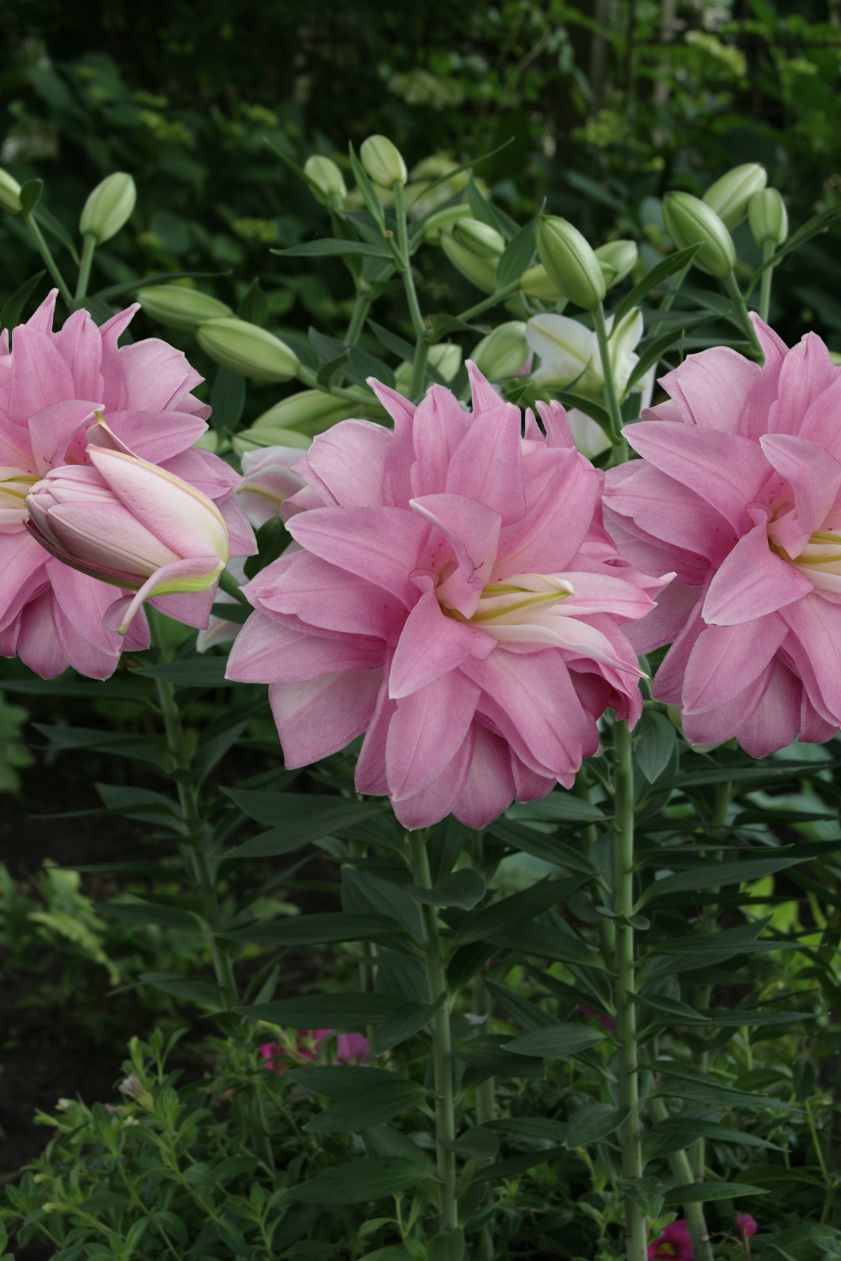 Лилия восточная махровая Лотус Бриз, для выгонки, 1 шт.