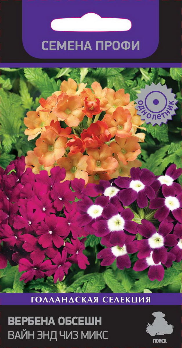 Вербена Обсешн Вайн энд чиз микс, 10 шт. Семена профи