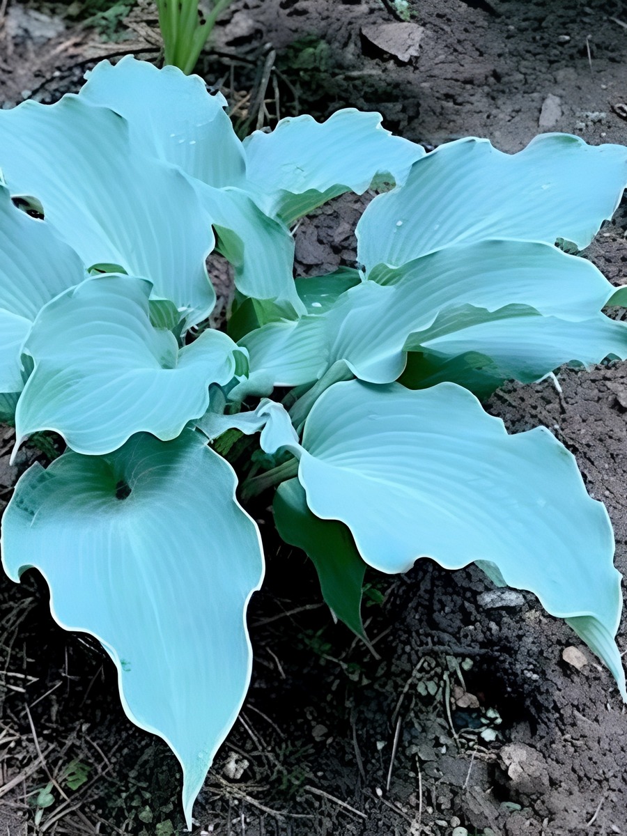 Хоста Скайрайтер, 1 шт.