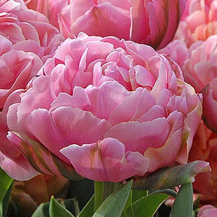 Тюльпан махровый поздний Бритт, 11/12, 1 шт.