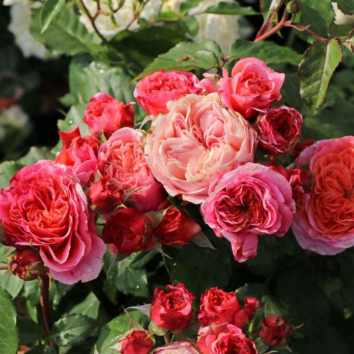 Роза Тантау чайно-гибридная Мэри Энн/ЦКорЛюкс