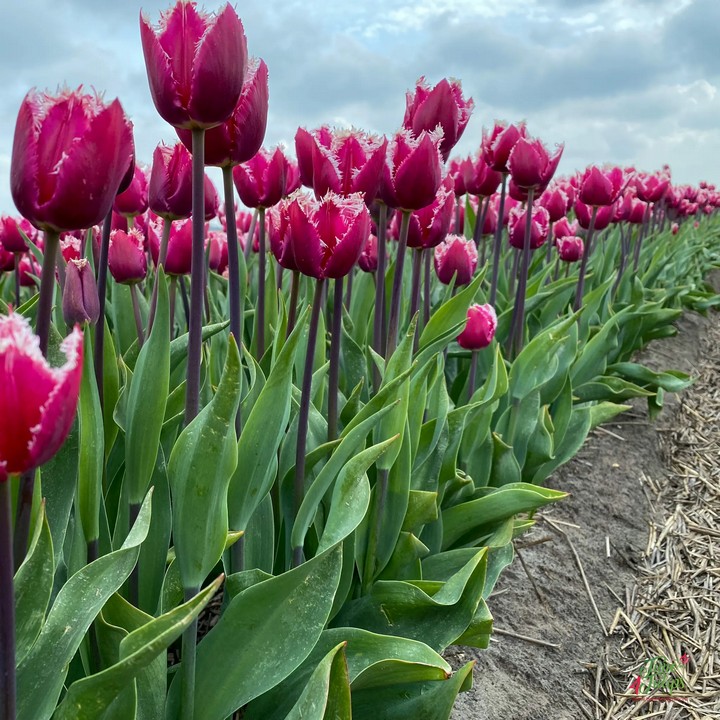 Тюльпан бахромчатый Сан Стефано, 12/+, 1 шт.