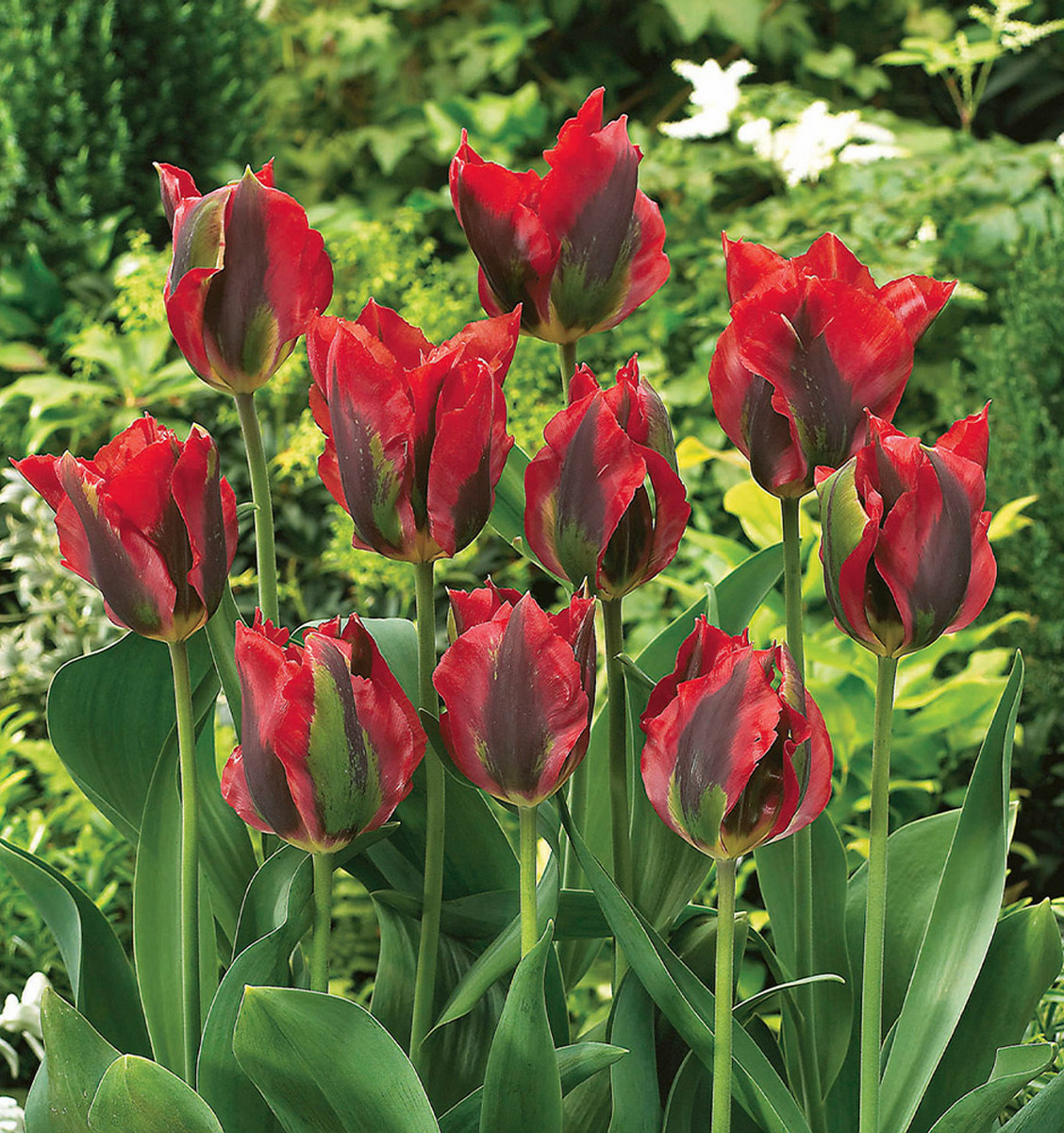 Тюльпан зеленоцветный Голливуд Стар, 11/12, 1 шт.