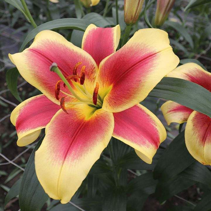 Лилия Флавия, 12/14, ОТ, - 1шт