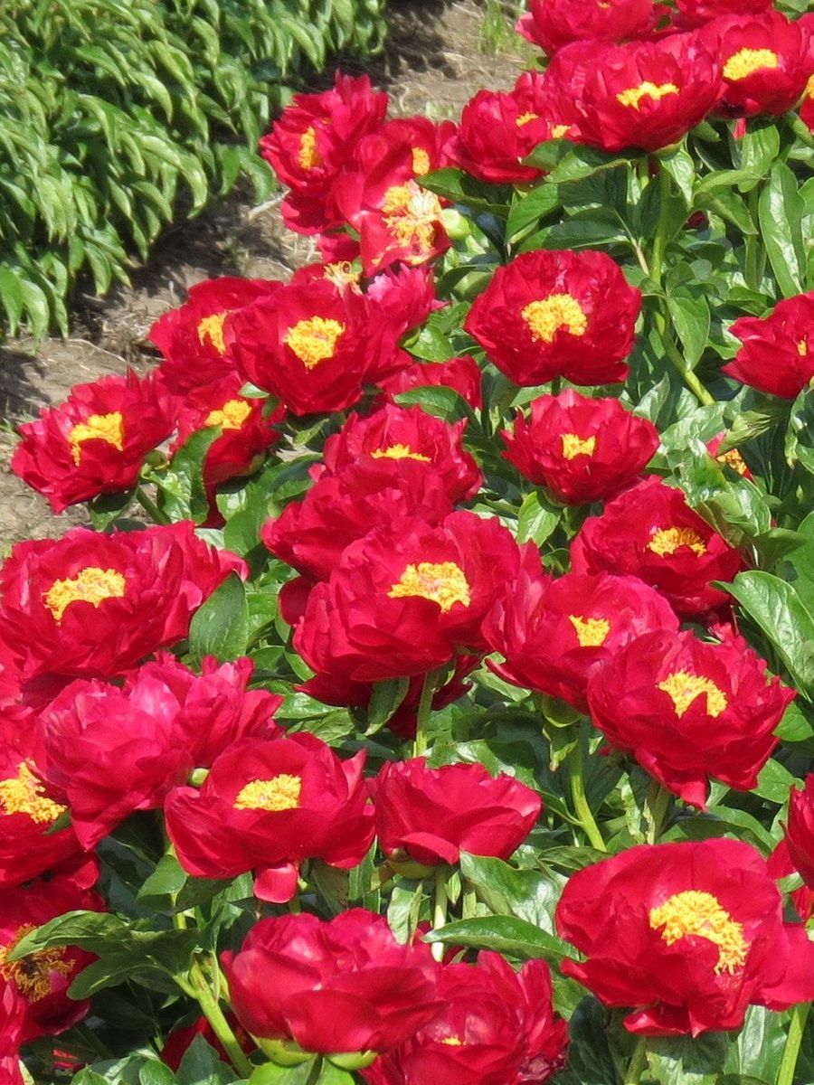 Пион гибридный Макинак Гранд, 2-3/К, 1 шт.