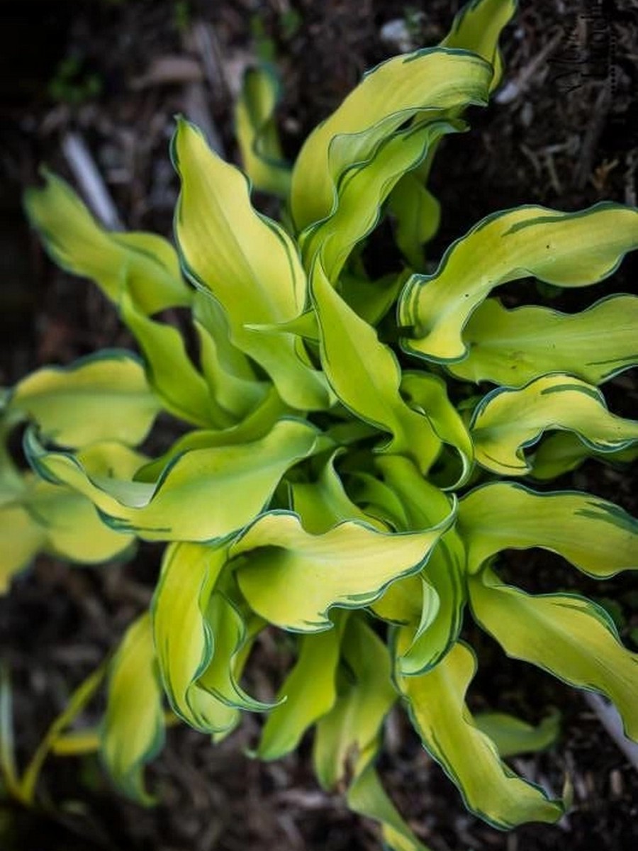 Хоста Риппл Эффект, 1 шт.