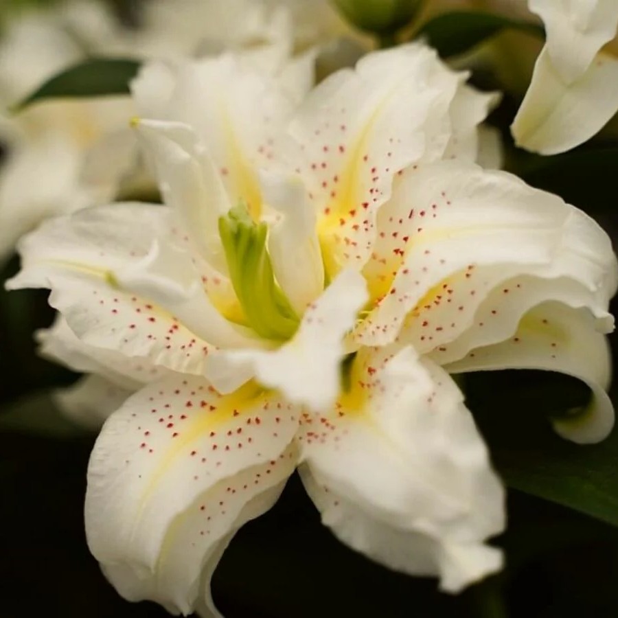 Лилия восточная махровая Roselily Зита, 1 шт.