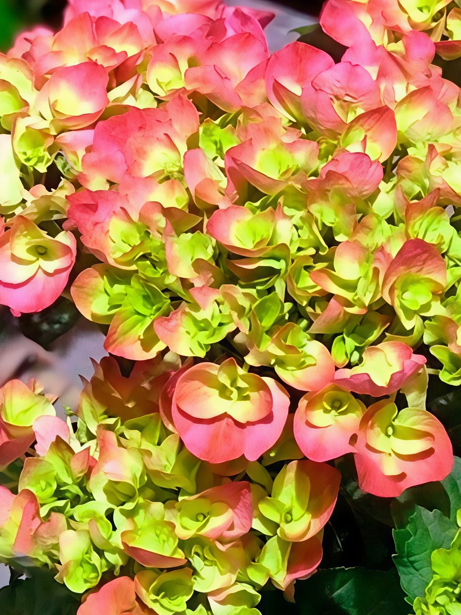 Гортензия крупнолистовая Хай Свит Шуга/ЦКорЛюкс