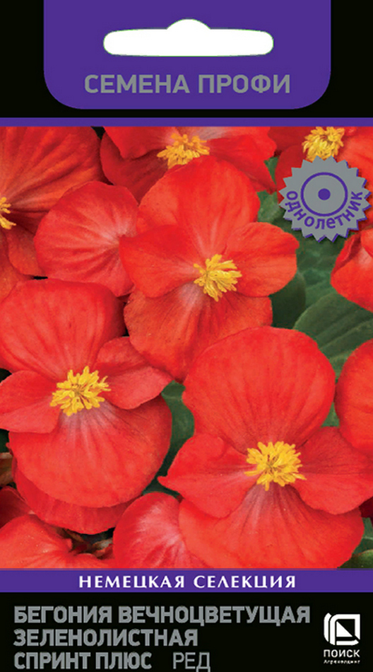 Бегония вечноцветущая зеленолистная Спринт Плюс Ред, 15 шт. Семена профи