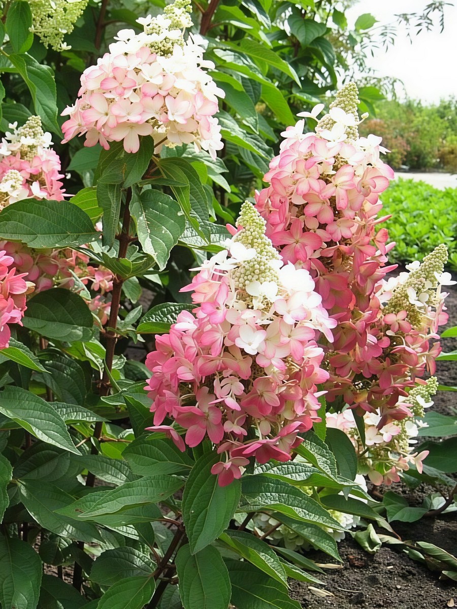 Гортензия метельчатая Мэджикал Везувио