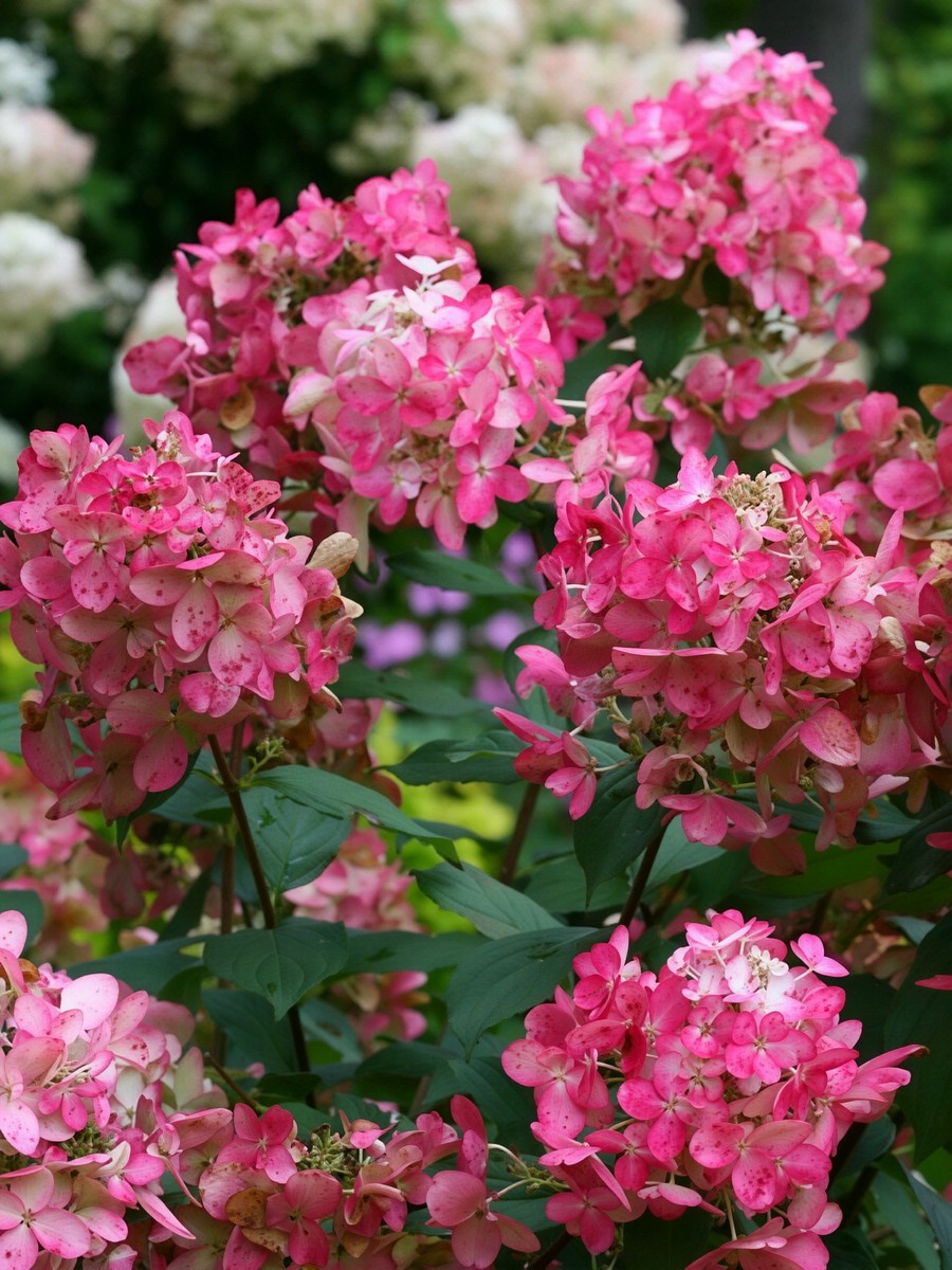 Гортензия метельчатая Файр Лайт/ЦКорЛюкс