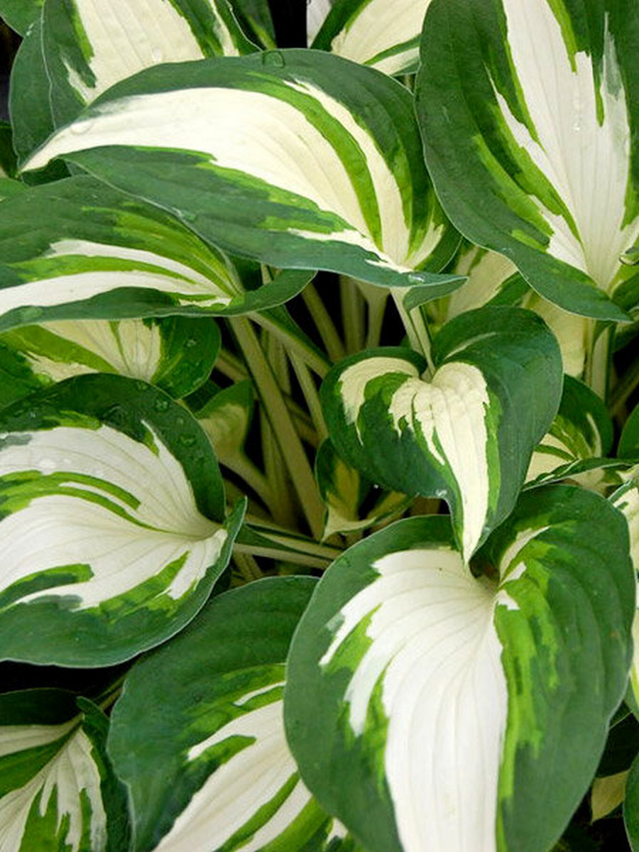 Хоста Кристмас Кэнди, 1 шт.