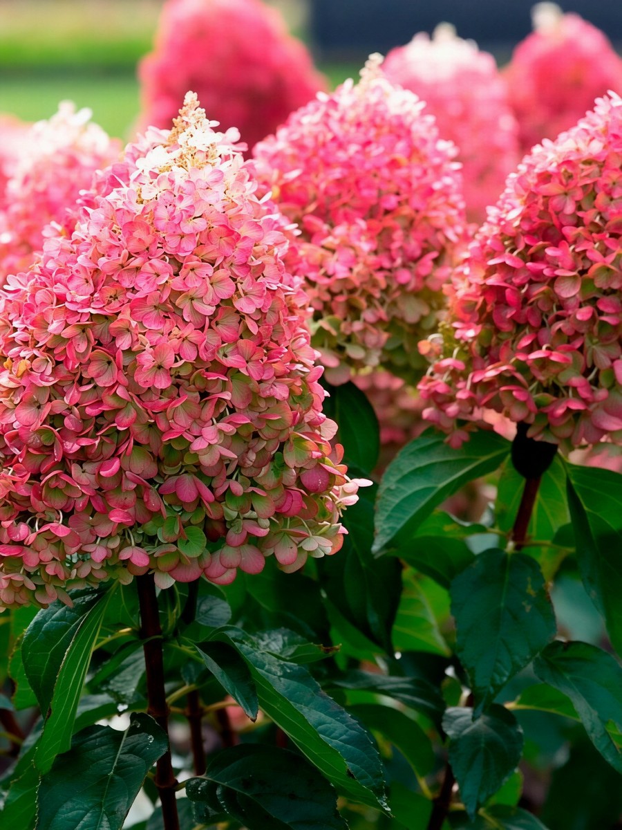 Гортензия метельчатая Пинки Промис