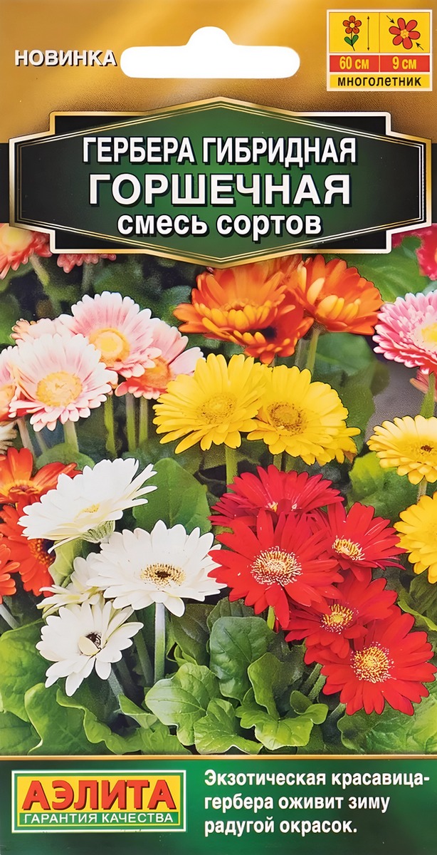 Гербера Горшечная, смесь сортов, 10 шт.