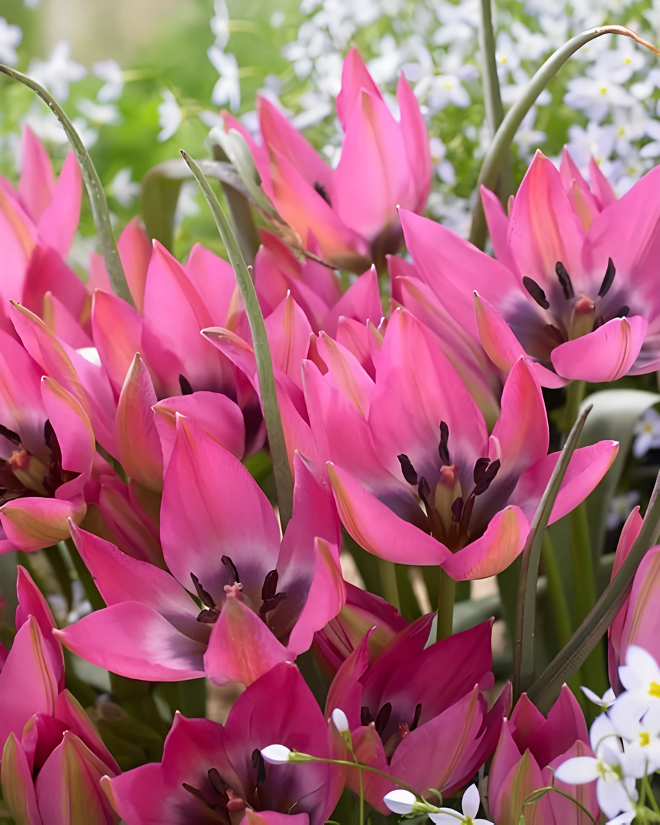 Тюльпан ботанический Виолетта, 6/+, 1 шт.