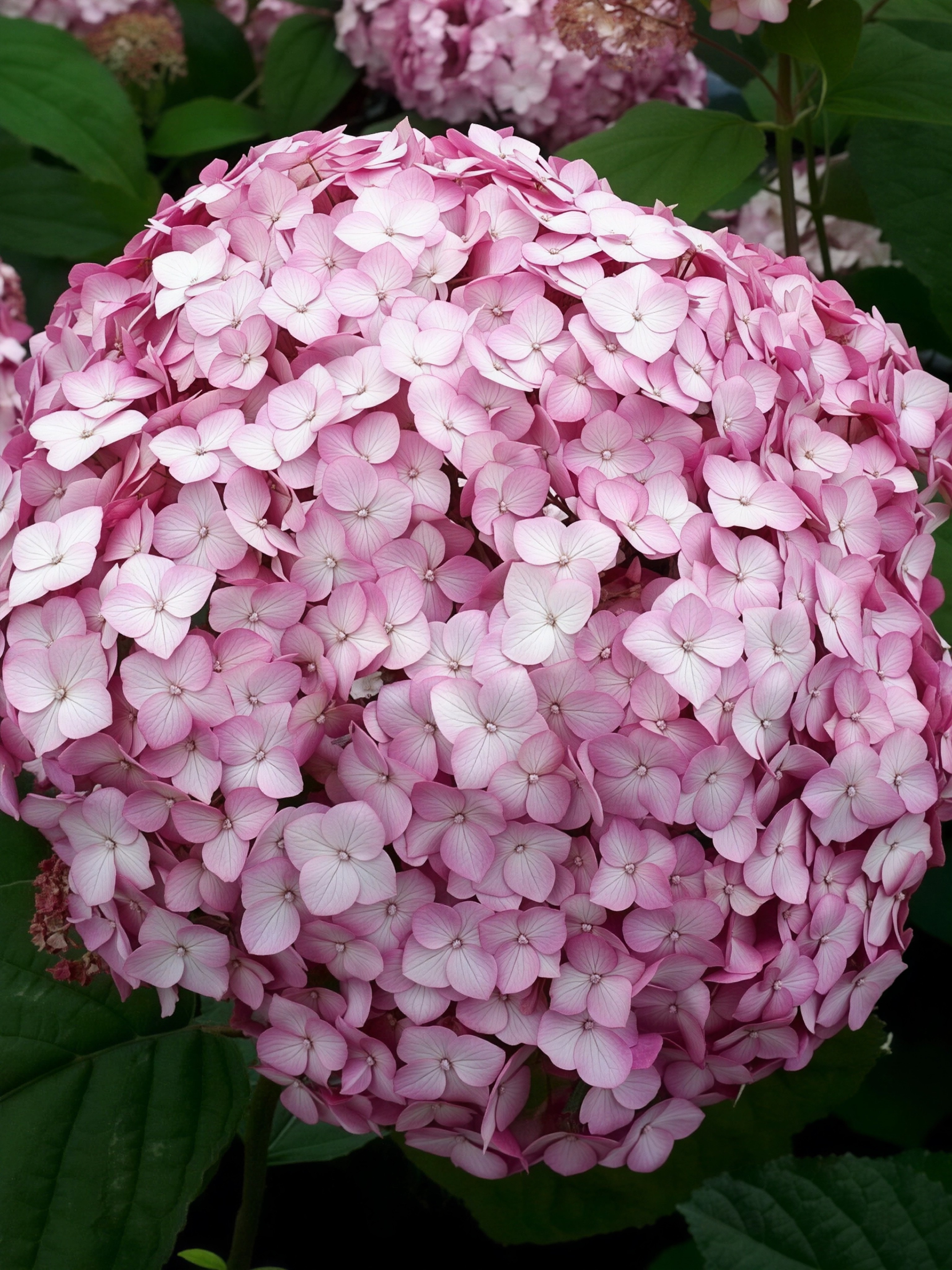 Гортензия древовидная Кандибел Баблгам/ЦКорЛюкс