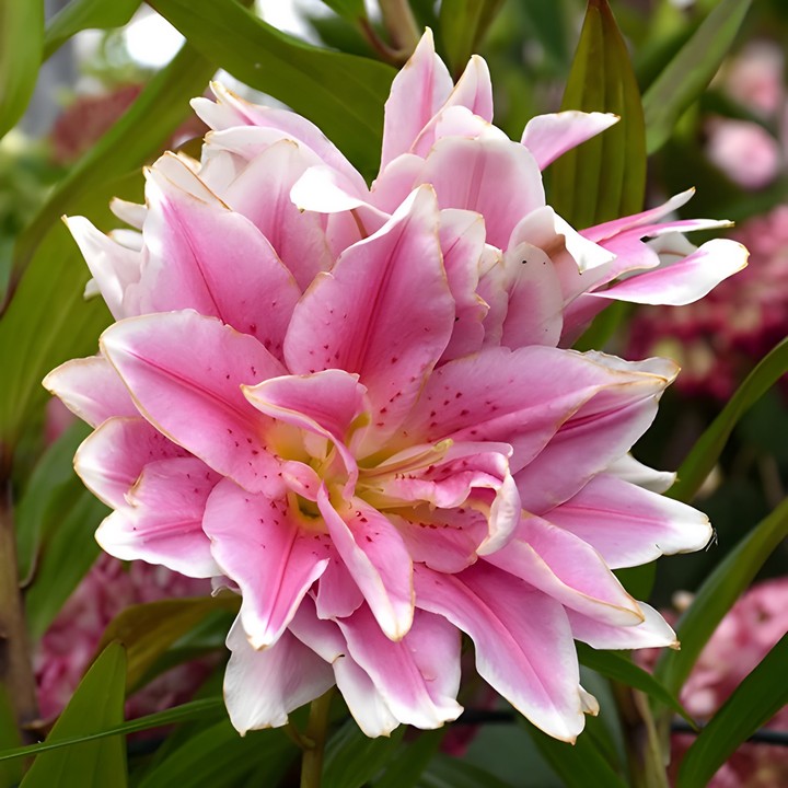 Лилия восточная махровая Roselily Наталия, 16/18, для выгонки, 1 шт.