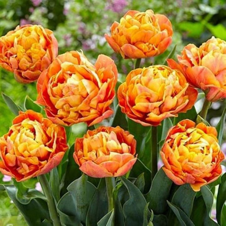 Тюльпан махровый ранний Валдивия, 12/+, 1 шт.