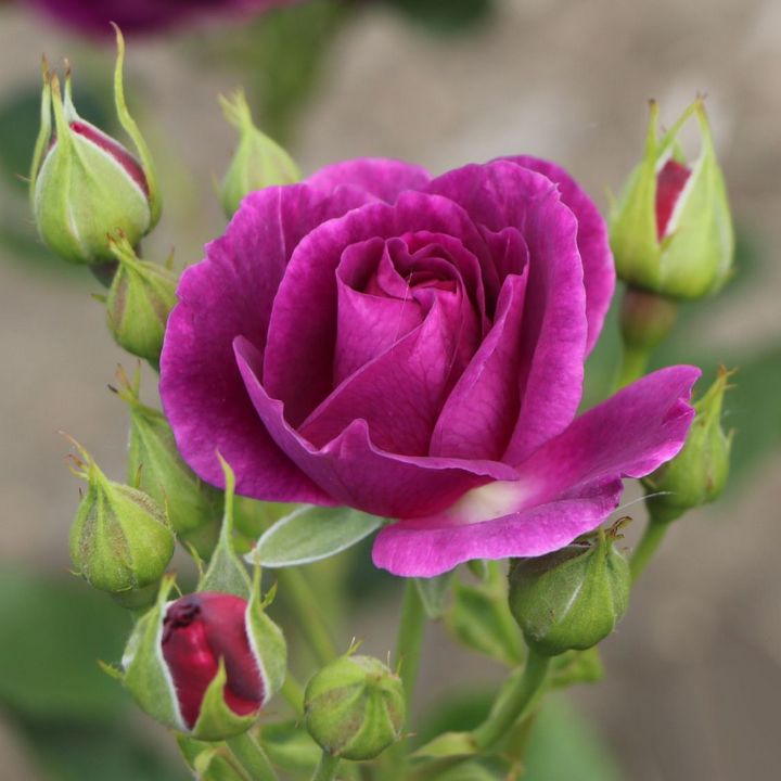 Роза флорибунда Минерва