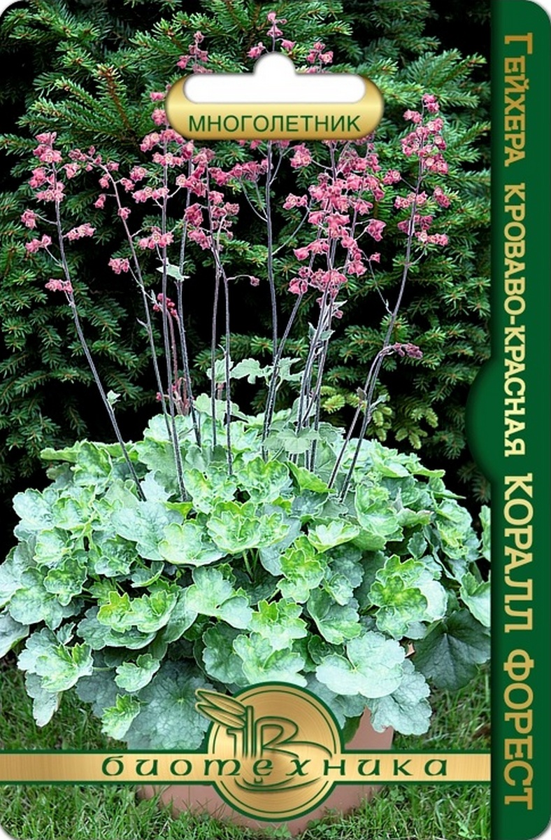 Гейхера кроваво-красная Коралл Форест, 8 шт. Биотехника