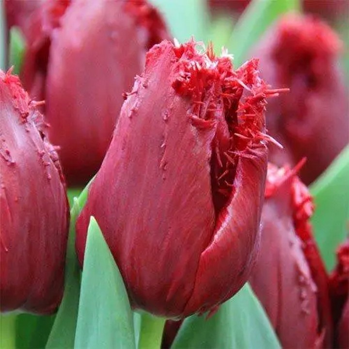 Тюльпан бахромчатый Мазда, 11/12, 1 шт. 