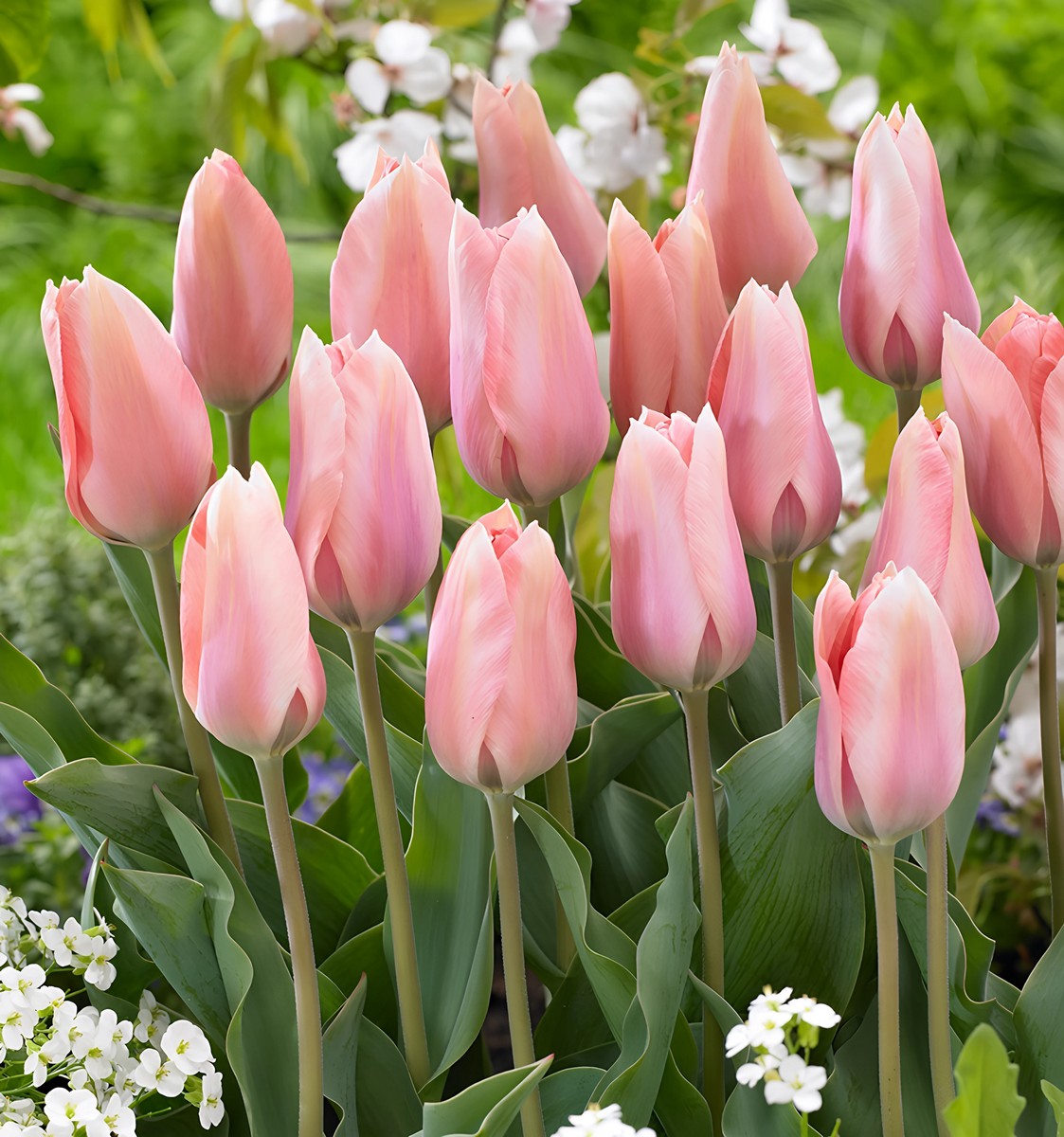 Тюльпан фостера Поко Локо, 11/12, 1 шт.