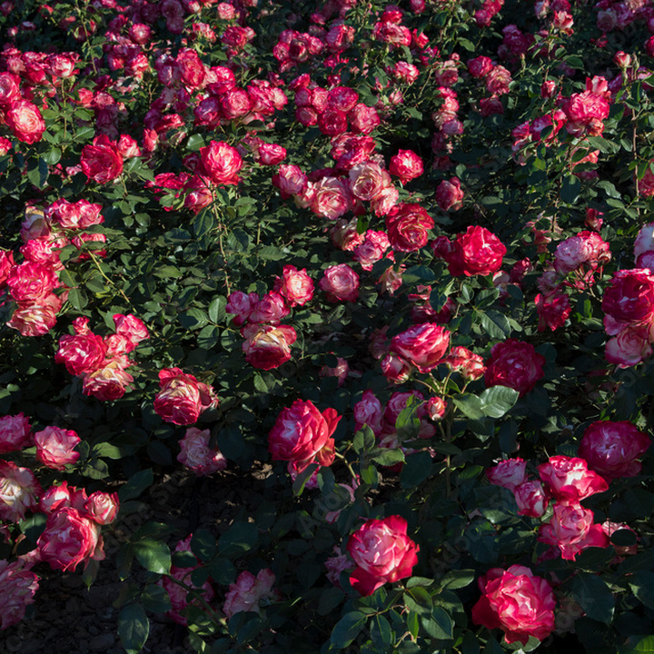 Роза флорибунда Жюбиле дю Принц де Монако (Жюбиле де Санкт-Петербург)/ЦКор