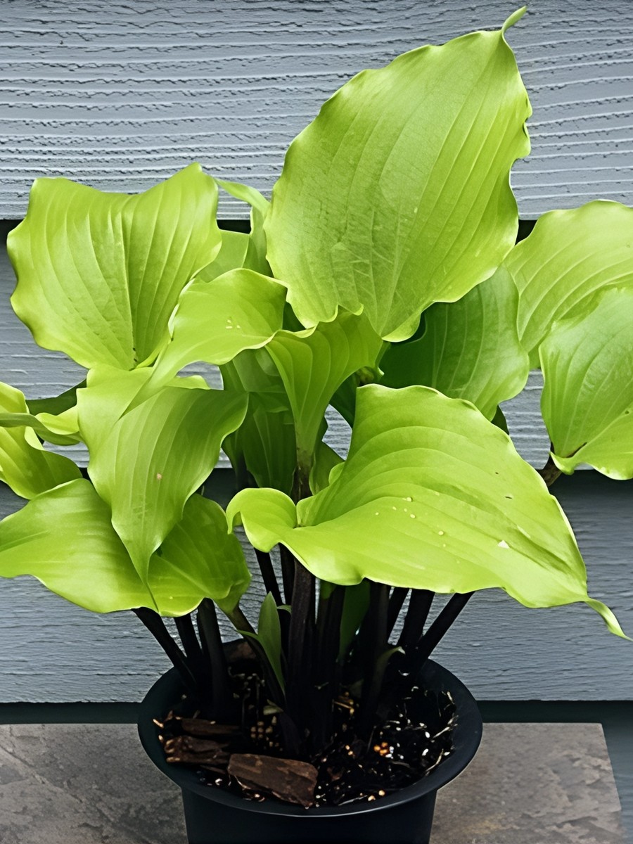 Хоста Крэнберри Вайн, 1 шт.