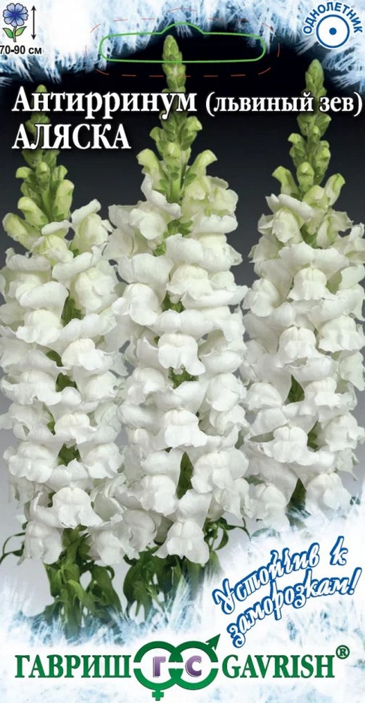 Львиный зев высокорослый Аляска, 0,1 г. Устойчив к заморозкам.