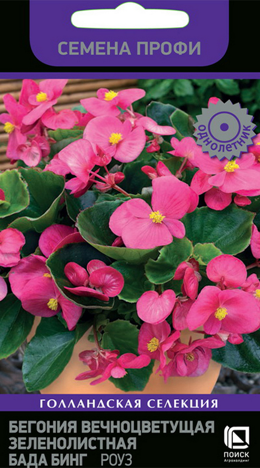 Бегония вечноцветущая зеленолистная Бада Бинг Роуз, 15 шт. Семена профи