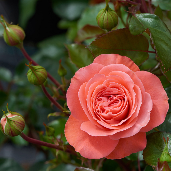 Роза флорибунда Шакенборг/ЦКор