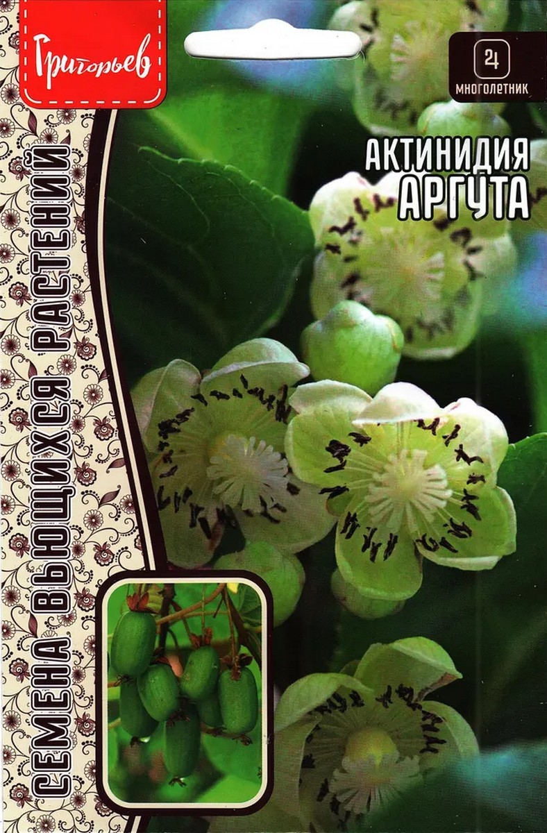 Актинидия Аргута 20 шт.